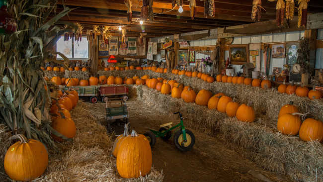 Обои картинки фото еда, тыква, урожай