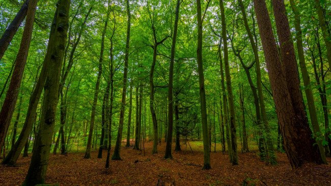 Обои картинки фото природа, лес, роща, осень