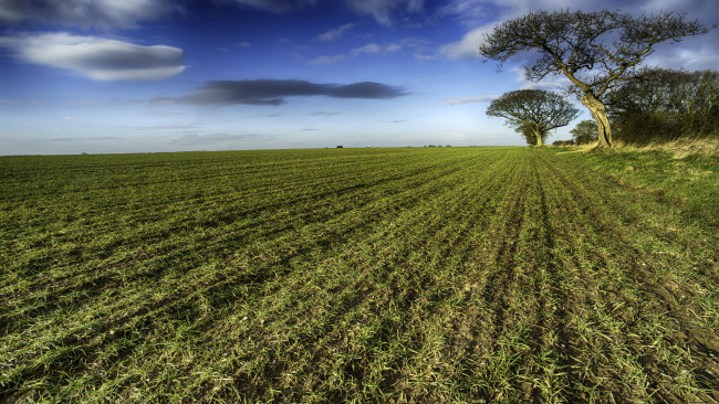 Обои картинки фото природа, поля, посевы, поле