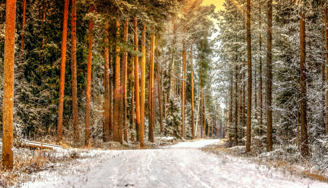 Обои картинки фото природа, зима, снег, сосны