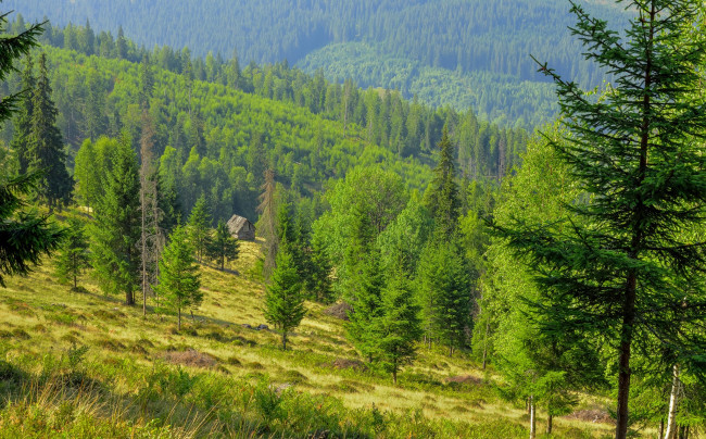 Обои картинки фото природа, лес, склон, ели