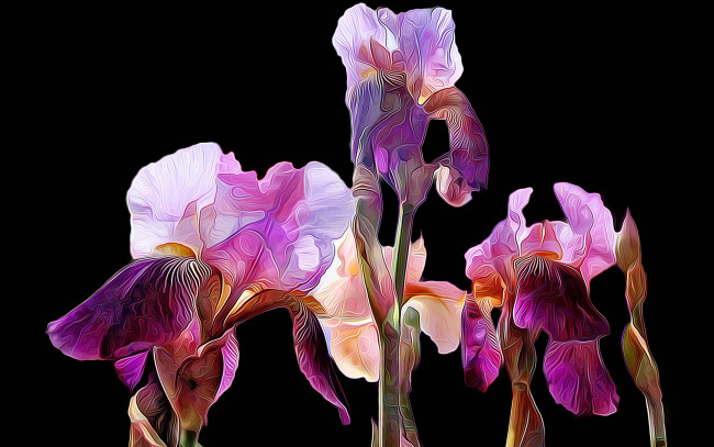 Обои картинки фото разное, компьютерный дизайн, линии, фон, краски, лепестки, ирисы