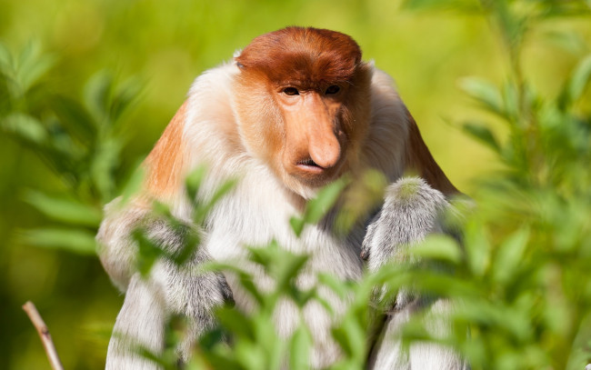 Обои картинки фото животные, обезьяны, обезьяна, взгляд, природа