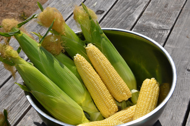 Обои картинки фото еда, кукуруза, початки