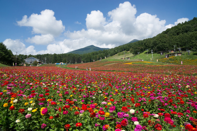 Обои картинки фото природа, поля, поле, цветы