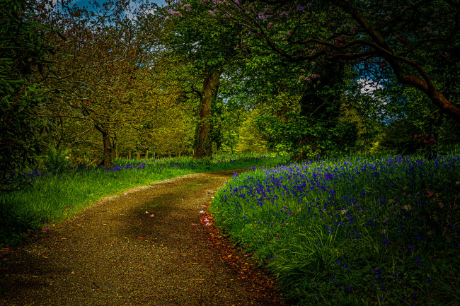 Обои картинки фото природа, дороги, лес, дорога, трава