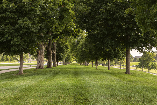 Обои картинки фото природа, деревья, газон, аллея