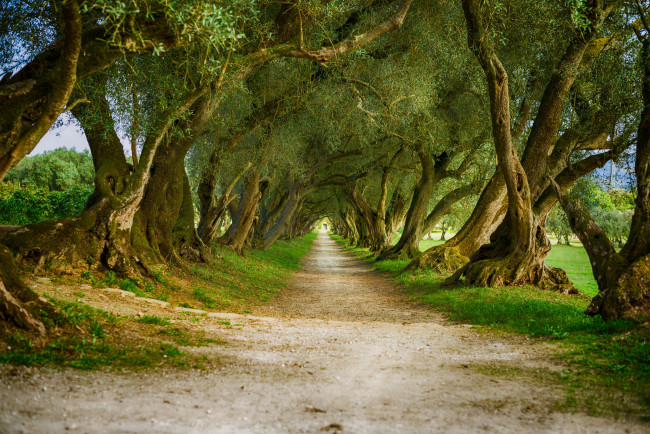 Обои картинки фото природа, дороги, аллея
