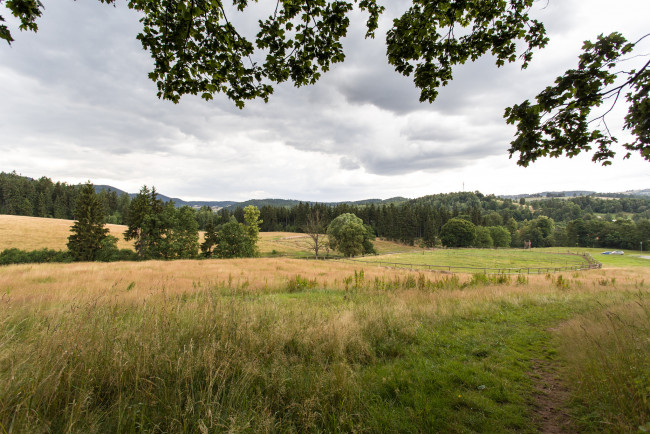 Обои картинки фото природа, дороги, тропинка, лес, трава, поле