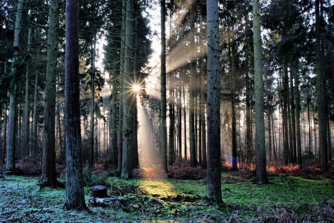 Обои картинки фото природа, лес, сияние, ели