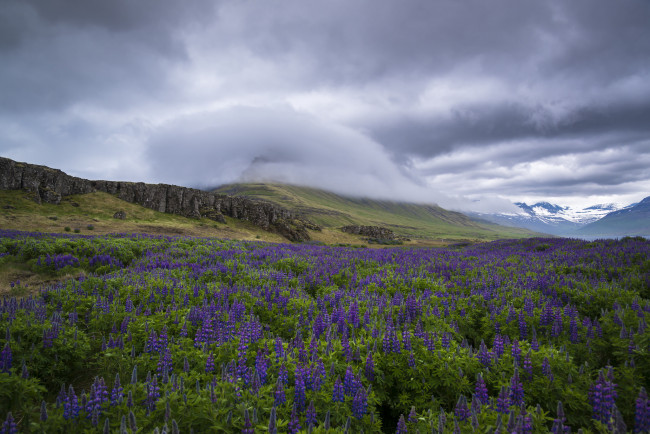 Обои картинки фото природа, луга, цветы, облака, равнина