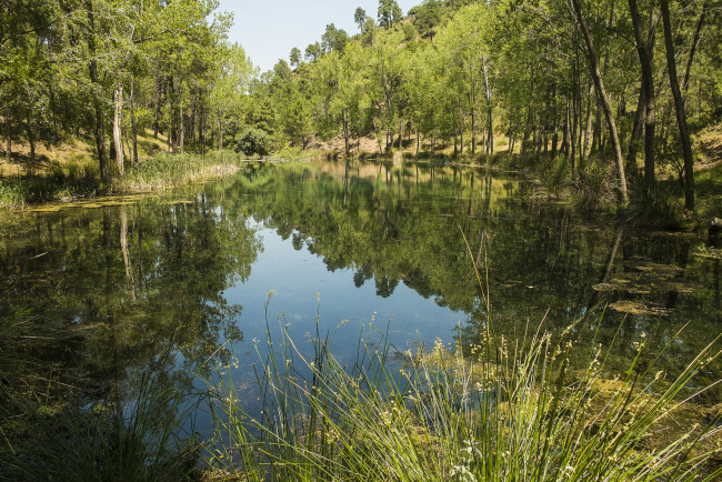 Обои картинки фото природа, реки, озера, лес, река