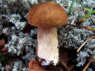 Картинка природа грибы боровик