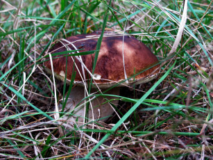 Картинка природа грибы боровик