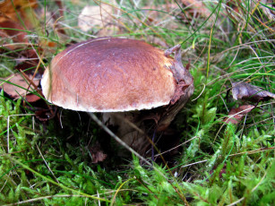 Картинка природа грибы боровик