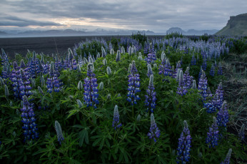 Картинка природа луга простор