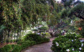 Картинка природа парк деревья кусты аллея