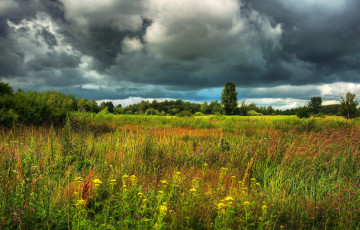 Картинка природа луга простор