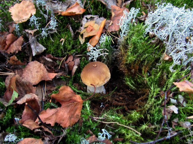 Обои картинки фото природа, грибы, боровик