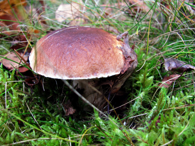 Обои картинки фото природа, грибы, боровик