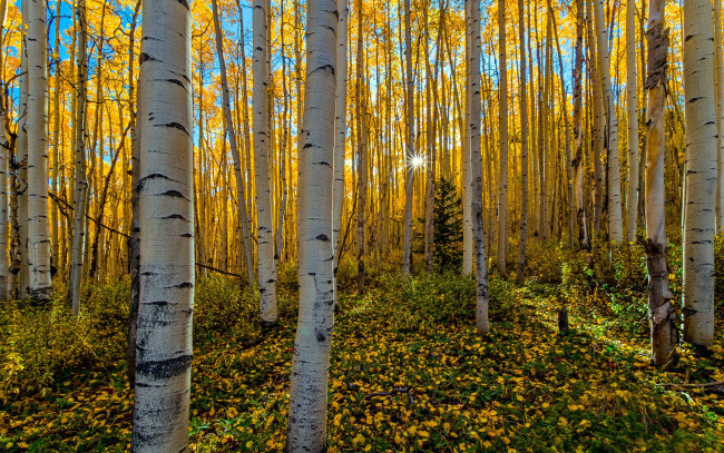 Обои картинки фото природа, лес, осень, березовая, роща