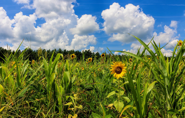 Обои картинки фото природа, луга, простор