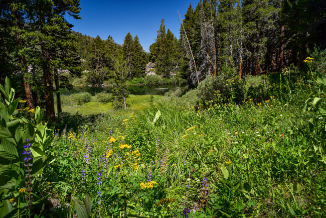 Обои картинки фото природа, лес, простор