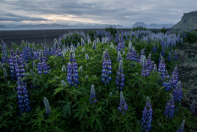 Обои картинки фото природа, луга, простор