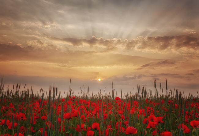 Обои картинки фото природа, луга, простор