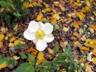обоя цветы, ветреницы,  печёночницы, белый