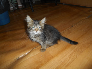 Картинка котейко животные коты кошки