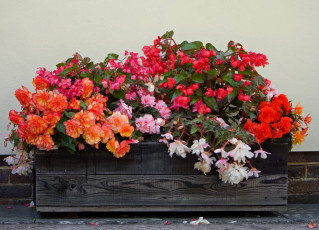 обоя цветы, бегония, ассорти, ящик