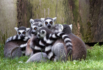 обоя лемуры, животные, природа, трава, животное, много