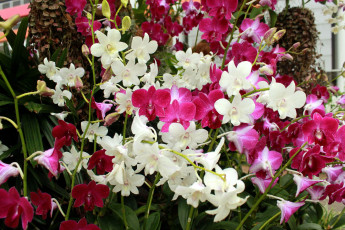 Картинка цветы орхидеи экзотика