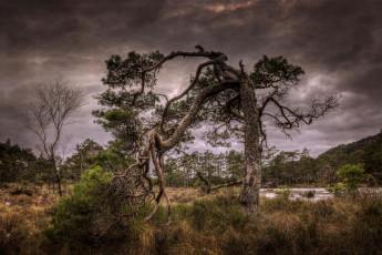 Картинка природа деревья простор