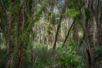 Картинка природа лес простор