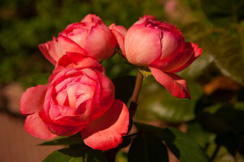 Картинка цветы пионы букет