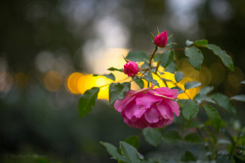 Картинка цветы розы