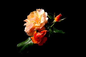 Картинка цветы розы букет