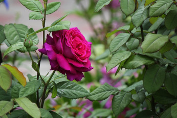 Картинка цветы розы лето июнь