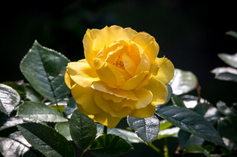 Картинка цветы розы роза