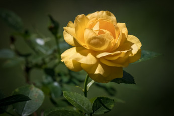 Картинка цветы розы роза