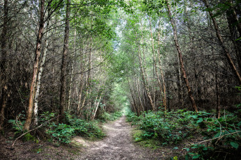 Картинка природа лес простор