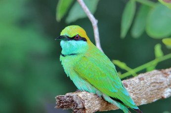 Картинка разное компьютерный+дизайн птица забавная окрас перья