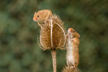 Картинка животные крысы +мыши мышка