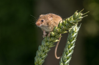 Картинка животные крысы +мыши мышка