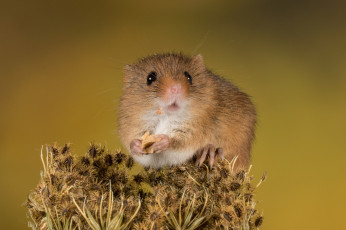 Картинка животные крысы +мыши мышка