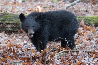 Картинка животные медведи мишка медведь животное шерсть большой