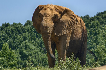 Картинка животные слоны саванна африка