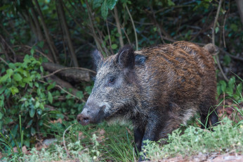 обоя животные, свиньи,  кабаны, вепрь